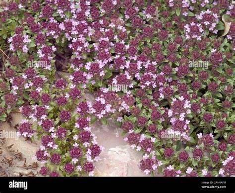 Thymus serpyllum seeds magic carpet